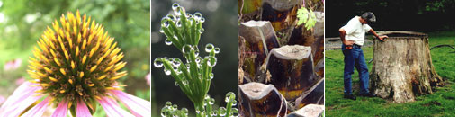 Gesellschaft für Gartenbau und Therapie - Angebot und Ziele