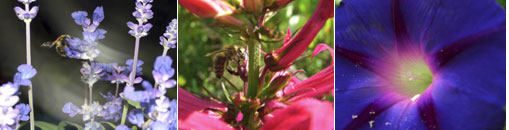 Gesellschaft für Gartenbau und Therapie - Termine