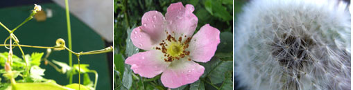 Gesellschaft für Gartenbau und Therapie - Links